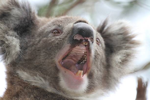 Close up of a koala found in the wild in Australia with it's mouth wide open yawning showing it's teeth and pink hairy chin