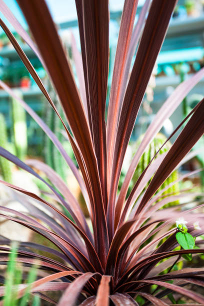istock Long thin red leaves of an exotic plant 1089853596