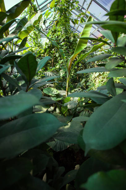 istock dense thickets of tropical plants in the conservatory 1089853620
