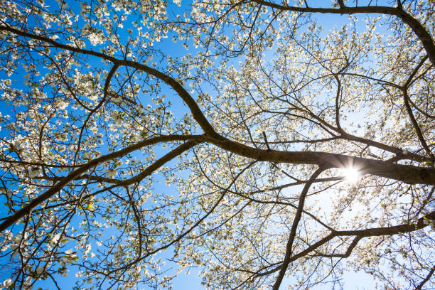 istock branches blossom magnolias against a clear blue sky 1089854112
