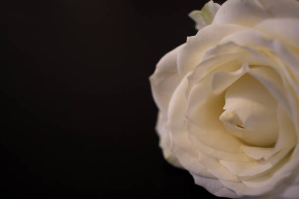 istock Close-up of fragile cream colored rose 1089854850