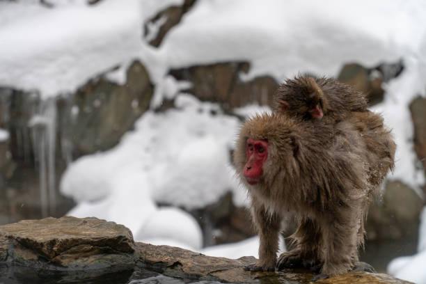 istock Mother monkeys to protect children 1089859740