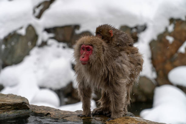 istock Mother monkeys to protect children 1089859752