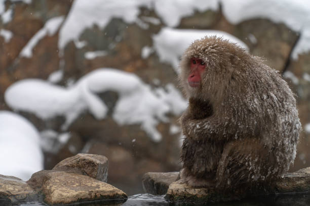 istock Mother monkeys to protect children 1089859792
