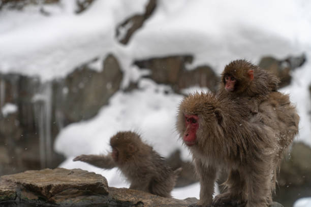 istock Mother monkeys to protect children 1089859794
