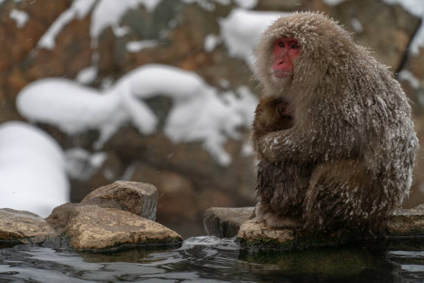 istock Mother monkeys to protect children 1089859808