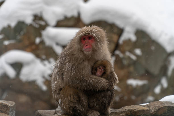 istock Mother monkeys to protect children 1089859890