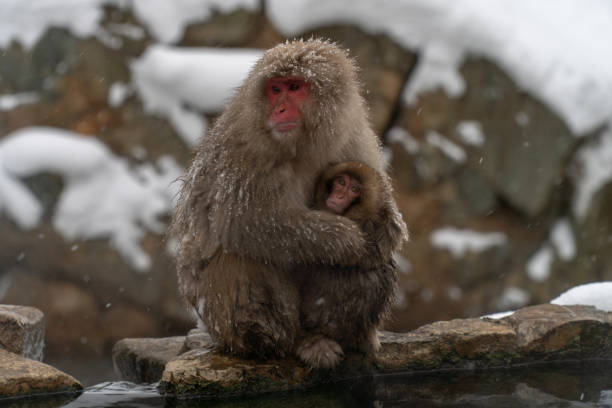 istock Mother monkeys to protect children 1089859894