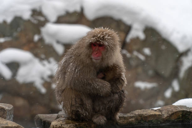 istock Mother monkeys to protect children 1089859900