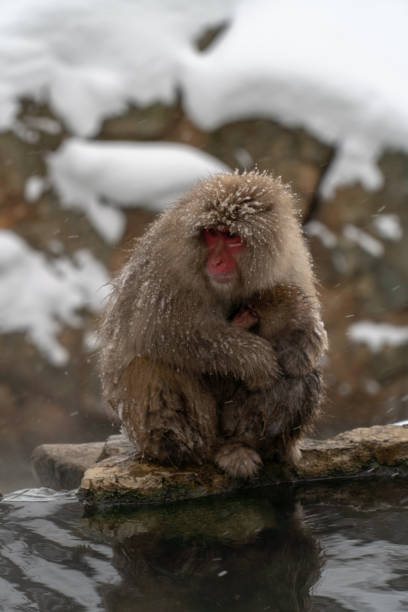 istock Mother monkeys to protect children 1089859928