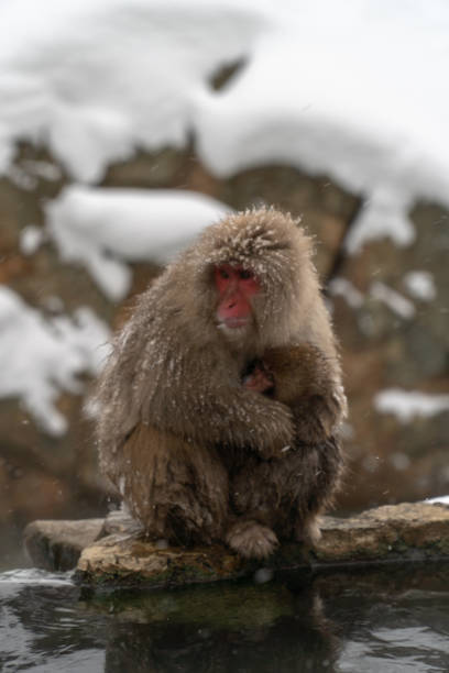 istock Mother monkeys to protect children 1089859934