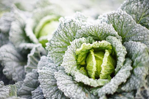 Kohlfeld Cabbage in the field mann stock pictures, royalty-free photos & images