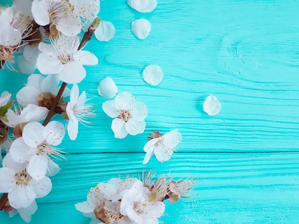 istock cherry blossom branch on blue wooden background 1089861184