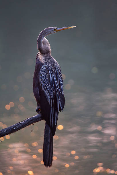 Oriental darter (Anhinga melanogaster) sitting on a tree in Keoladeo Ghana National Park, Bharatpur, India Oriental darter (Anhinga melanogaster) sitting on a tree in Keoladeo Ghana National Park, Bharatpur, India. The park was declared a protected sanctuary in 1971. keoladeo stock pictures, royalty-free photos & images