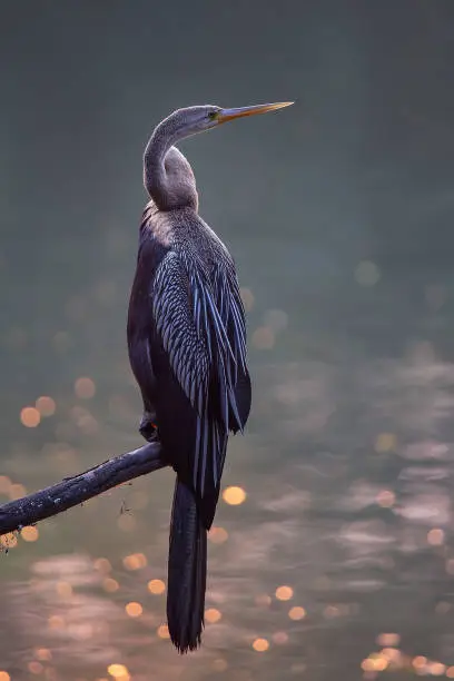 Oriental darter (Anhinga melanogaster) sitting on a tree in Keoladeo Ghana National Park, Bharatpur, India. The park was declared a protected sanctuary in 1971.
