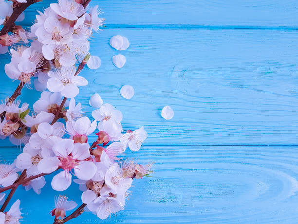 istock cherry blossom branch on blue wooden background 1089863334