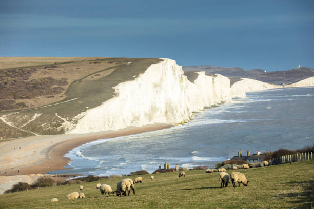 istock Sheep Grazing in Front of Seven Sisters, Seaford 1089868762