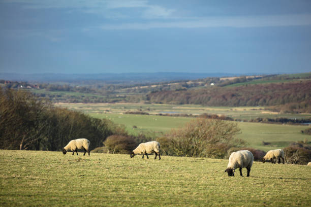 istock Sheep Grazing in Sussex 1089868770
