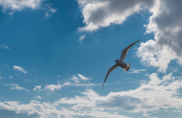 istock Flying seagull on the blue sky 1089868856