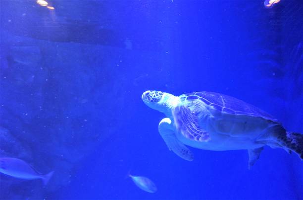 istock Sea turtle, subtropical yellow fish 1089878980