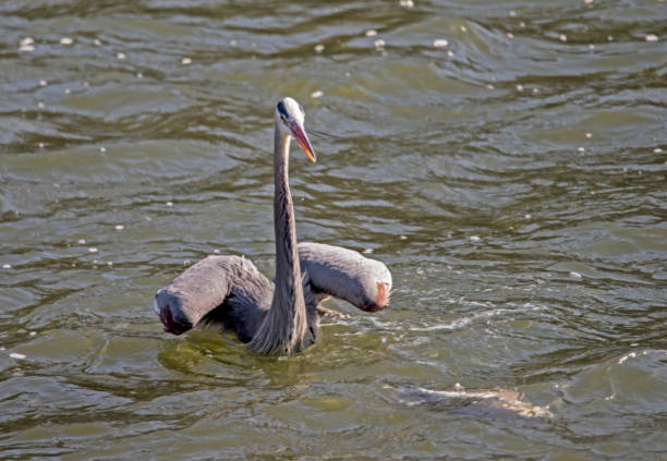 Big Blue Heron, fishing