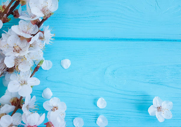 istock cherry blossom branch on blue wooden background 1089883938