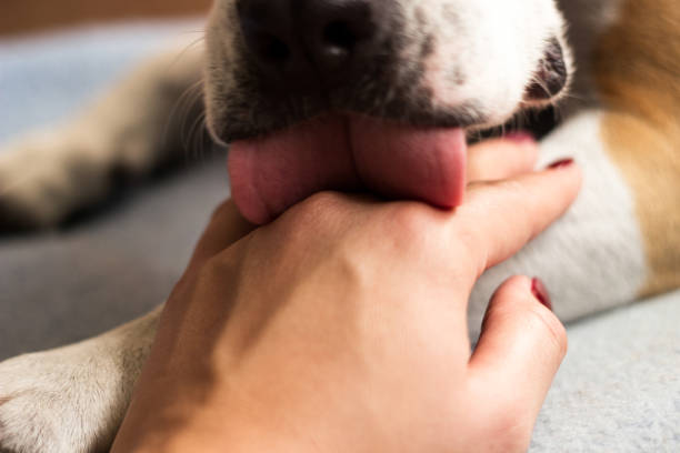 위대한 사랑 - pets stroking licking love 뉴스 사진 이미지