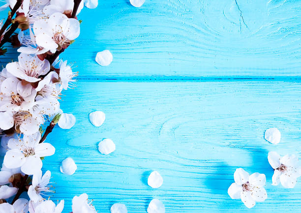 istock cherry blossom branch on blue wooden background 1089886322