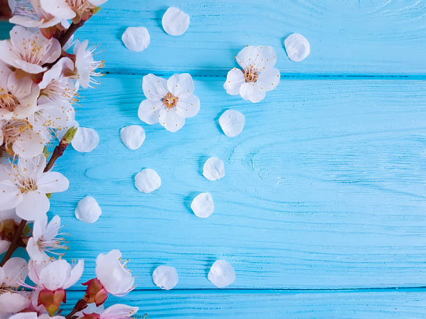 istock cherry blossom branch on blue wooden background 1089887012
