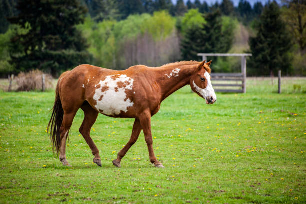 istock Overo patterned horse walking in pasture in the spring with brown and white coloring and side view 1089887018