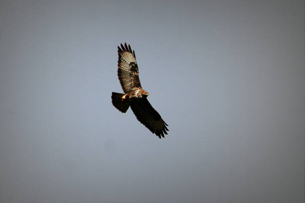 istock Bird of prey 1089888296