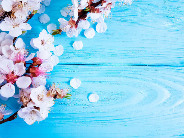 istock cherry blossom branch on blue wooden background 1089892090