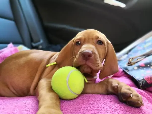 The vizsla looks tired after playing with the tennis ball