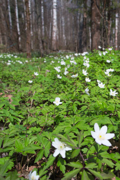istock Glade in the wood with spring flowers. 1089902710