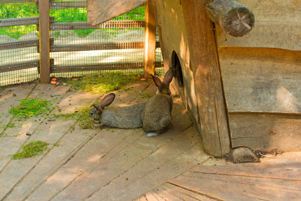 istock Beautiful fluffy grey rabbits on a country farm. 1089902782