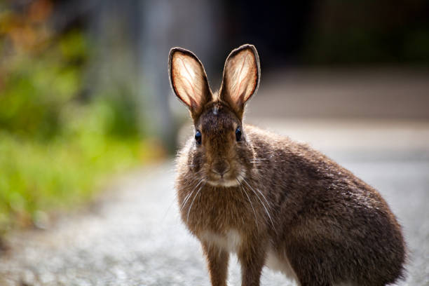 A wild rabbit with backlit ears showing veins staring forward in Olympic National Park, Washington State, USA