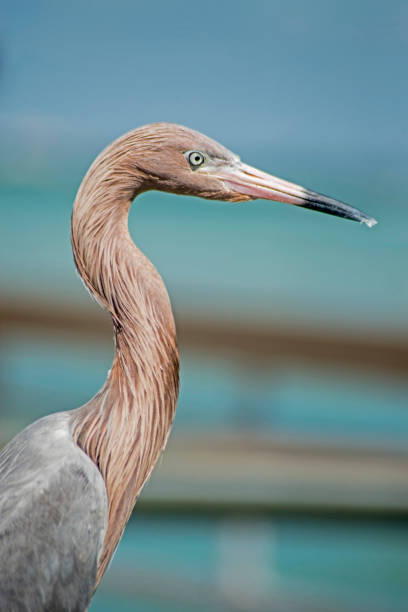 Reddish Egret, close up