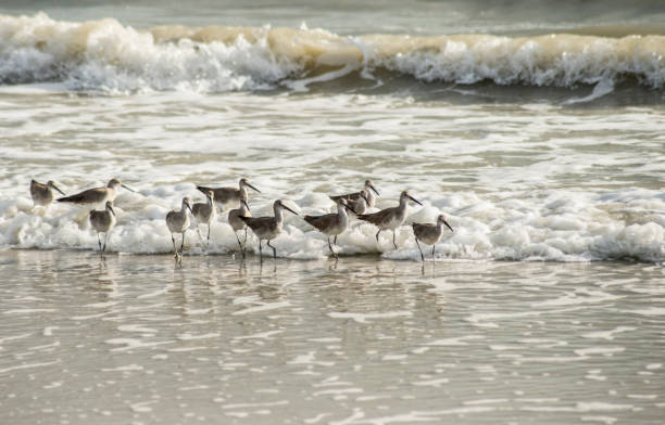 istock A flock of Sandpipers wade in the surf. 1089917816