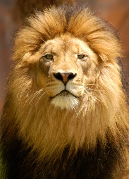 Male lion portrait looking over his pride and domain. Lion king of his pride is the alpha male feline with his handsome mane blowing in the wind. animal mane photos stock pictures, royalty-free photos & images