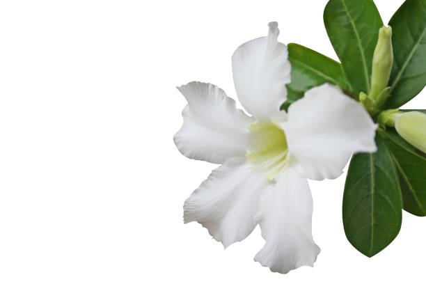 istock White desert rose,adenium 1089922674