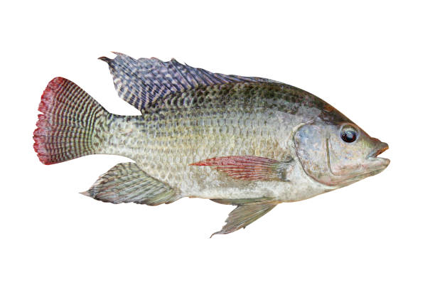istock Nile tilapia , freshwater fish,asia 1089923878