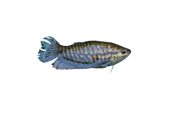 istock Gourami fish or Trichogaster pectoralis 1089925904
