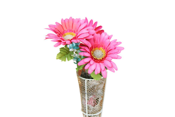 istock Colorful pink chrysanthemums artificial  flowers blooming ,isolated 1089926178