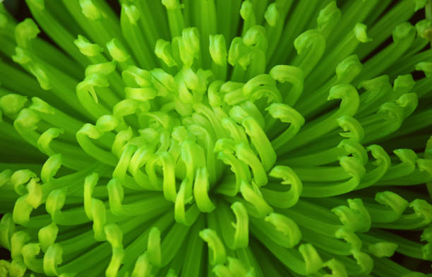 Green chrysanthemum flower. Selective focus, close-up.