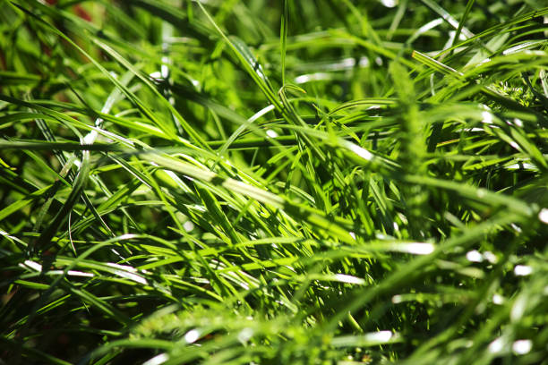Green grass, sunny day, lawn, landscape design. Hello summer. Selective focus, place for text.