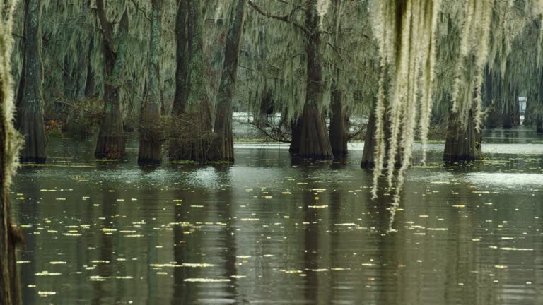 Cypress Trees in a Forest Covered in Spanish Moss with Salvinia Floating in the Atchafalaya River Basin Swamp in Southern Louisiana