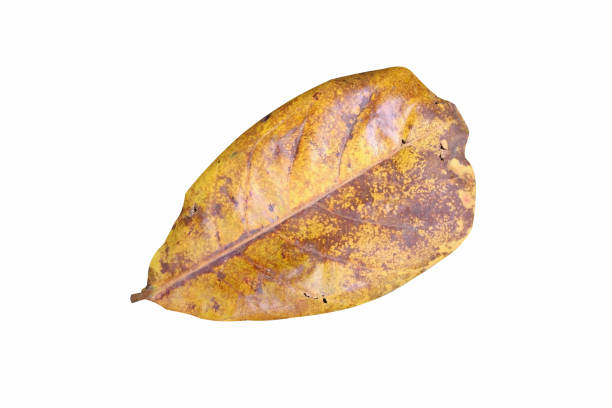 istock Yellowl dry leaves 1089933114