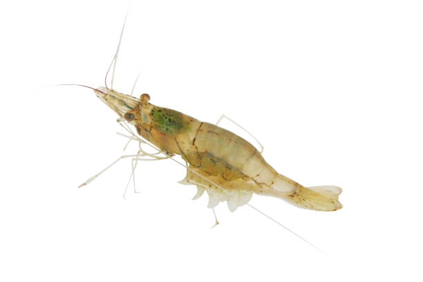 istock Freshwater shrimp,Litopenaeus vannamei 1089940282