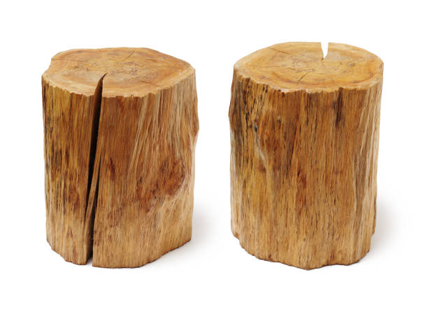 Brown ash tree wood log with bark beetle tracks isolated on white background