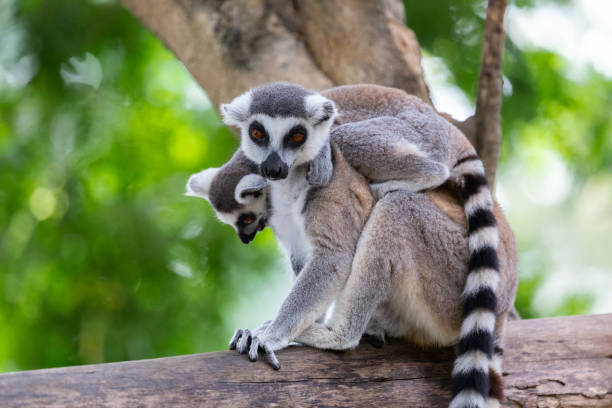 Baby lemur catta (ring tailed lemur) holding on the back of mother with nature background. Baby lemur catta (ring tailed lemur) holding on the back of mother with nature background. lemur catta stock pictures, royalty-free photos & images